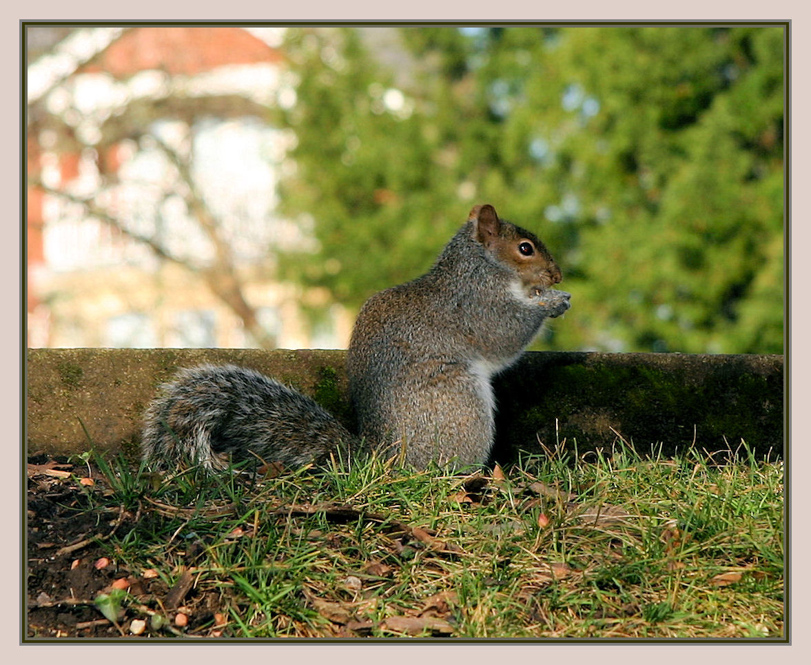 Englisches Grauhörnchen