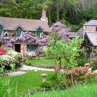 Englisches Landhaus mit einem Parson Russell Terrier auf der Wiese