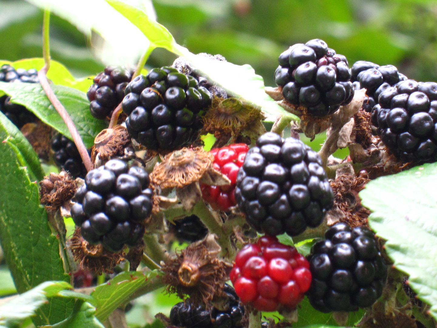 English Blackberries