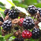 English Blackberries