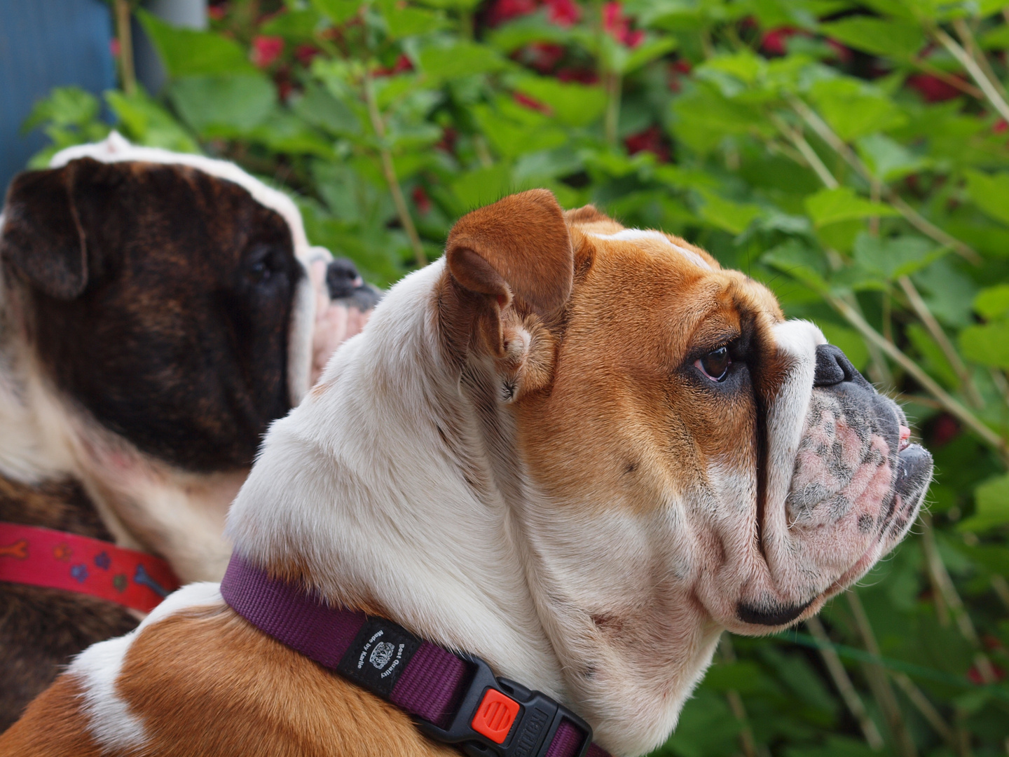 english bulldog