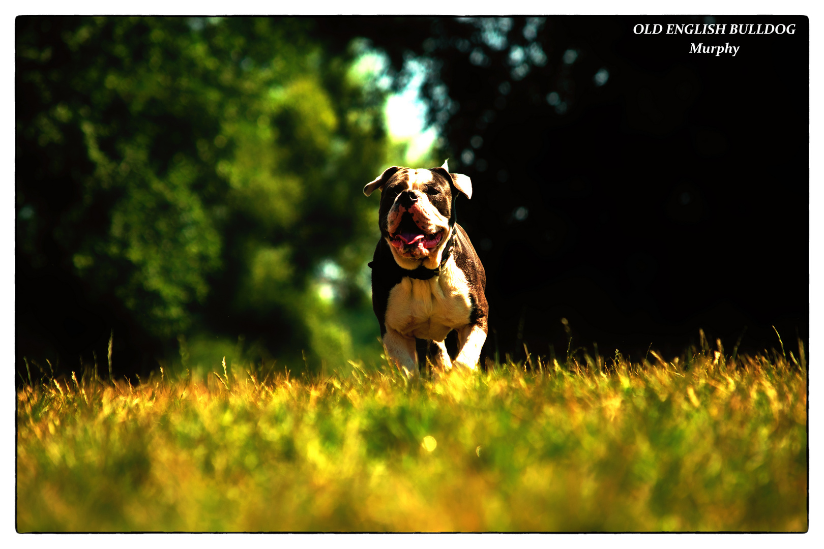 ENGLISH BULLDOG