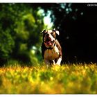 ENGLISH BULLDOG