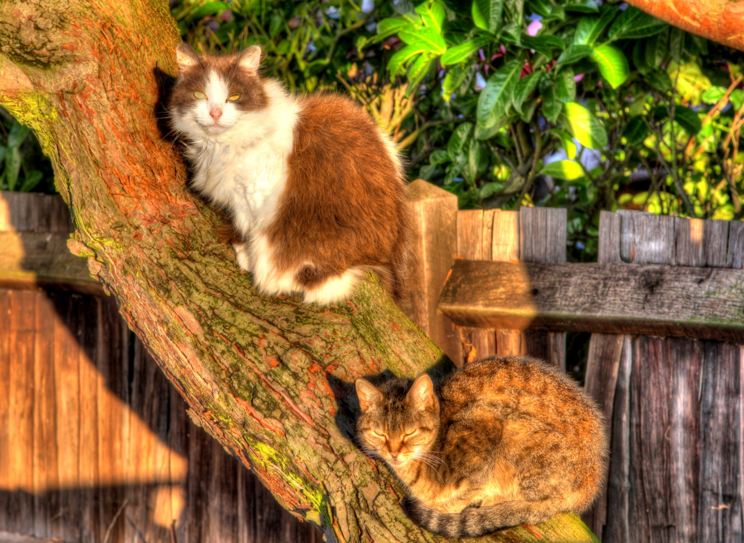 English Cats in December Sun