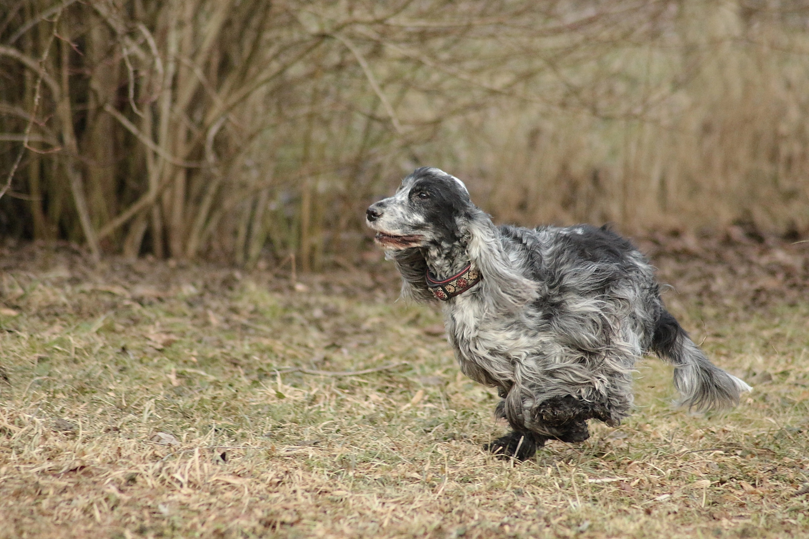 English Cocker Hündin Cleo 12 1/2 Jahre 