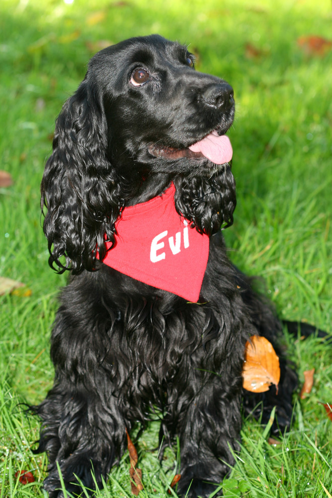 English Cocker Spaniel