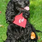 English Cocker Spaniel