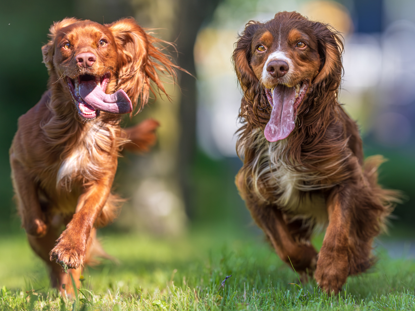 English Cocker Spaniel at is Best... 