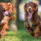 English Cocker Spaniel at is Best... 