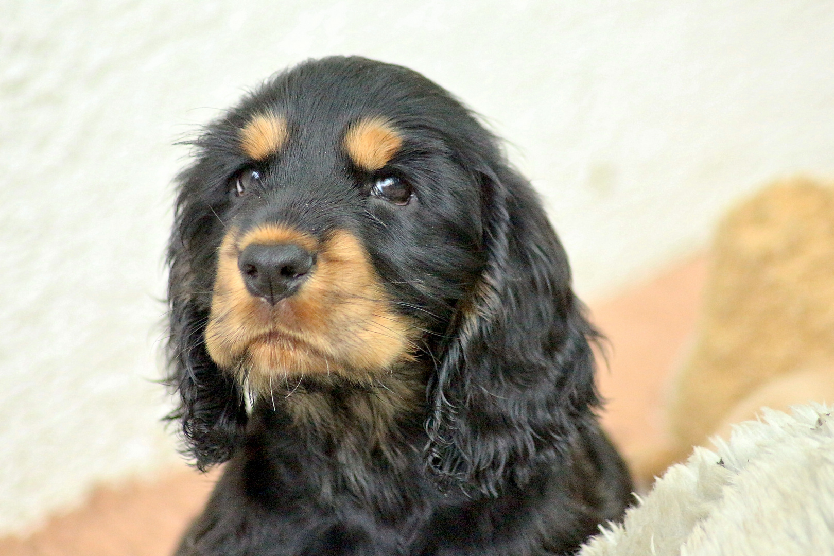 English Cocker Spaniel Welpe