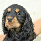 English Cocker Spaniel Welpe