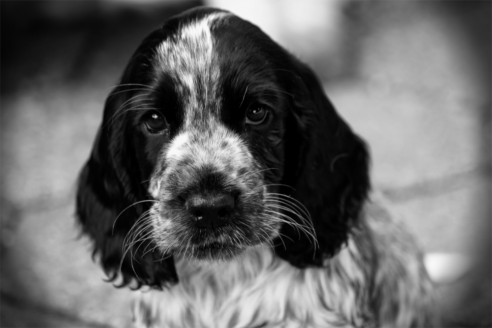 English Cocker Welpe (monochrom)