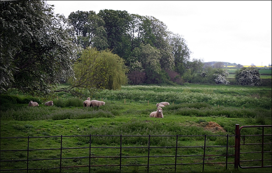 English Countryside in Spring......