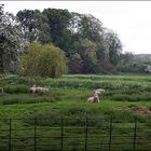 English Countryside in Spring......