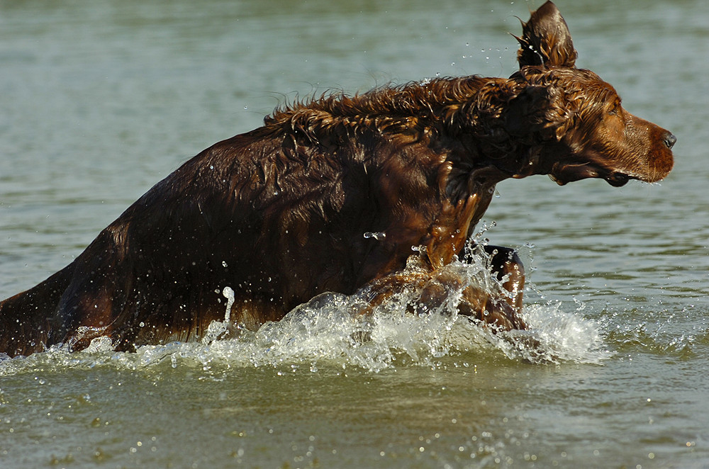 english red setter