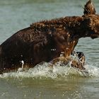 english red setter