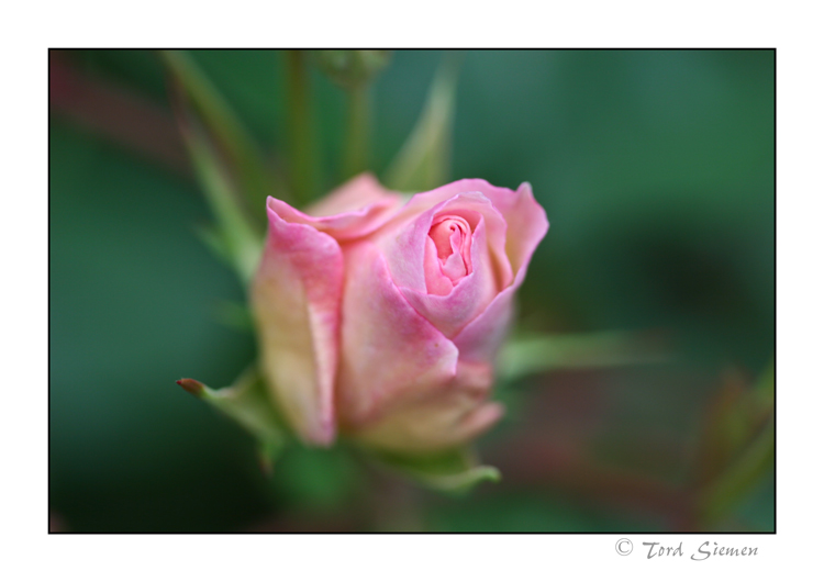 english rose