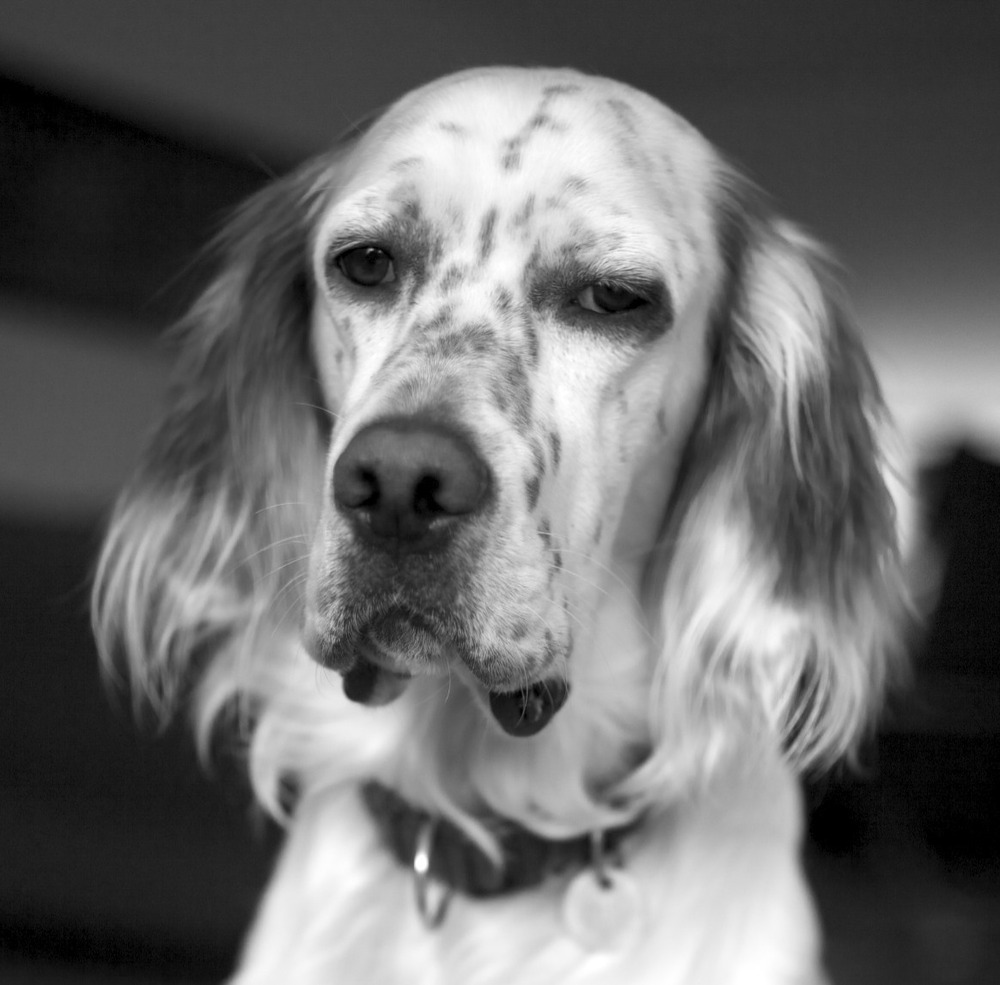 English Setter