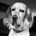 English Setter