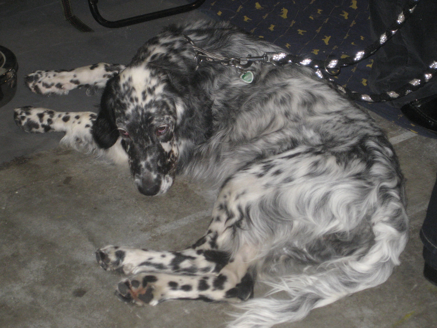 English Setter