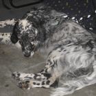 English Setter