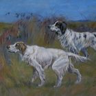 English setter