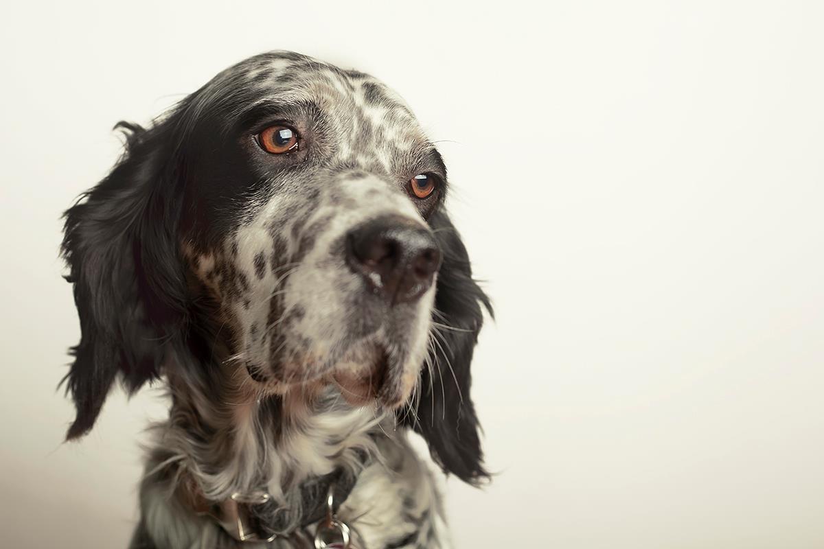 English Setter *Judy*