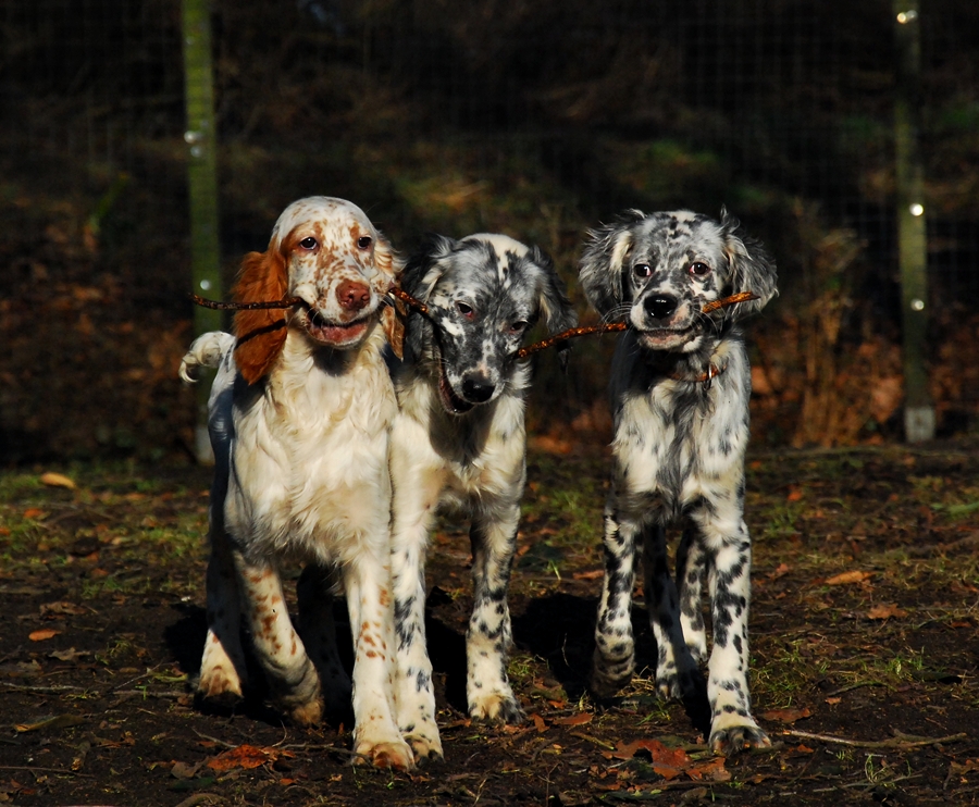 English Setter Junghunde