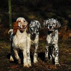 English Setter Junghunde