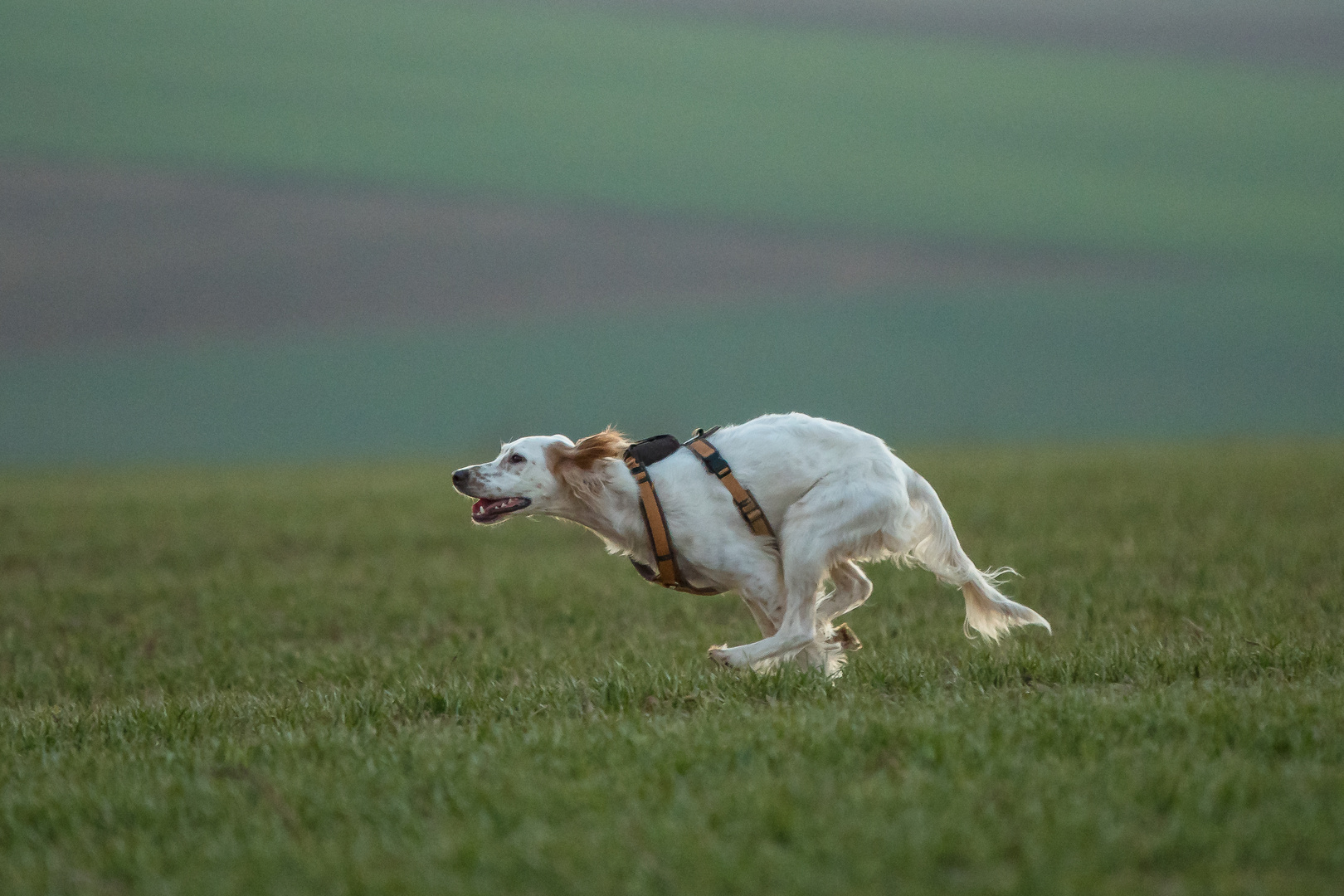 English Setter mit Düsenantrieb