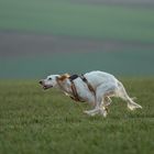 English Setter mit Düsenantrieb