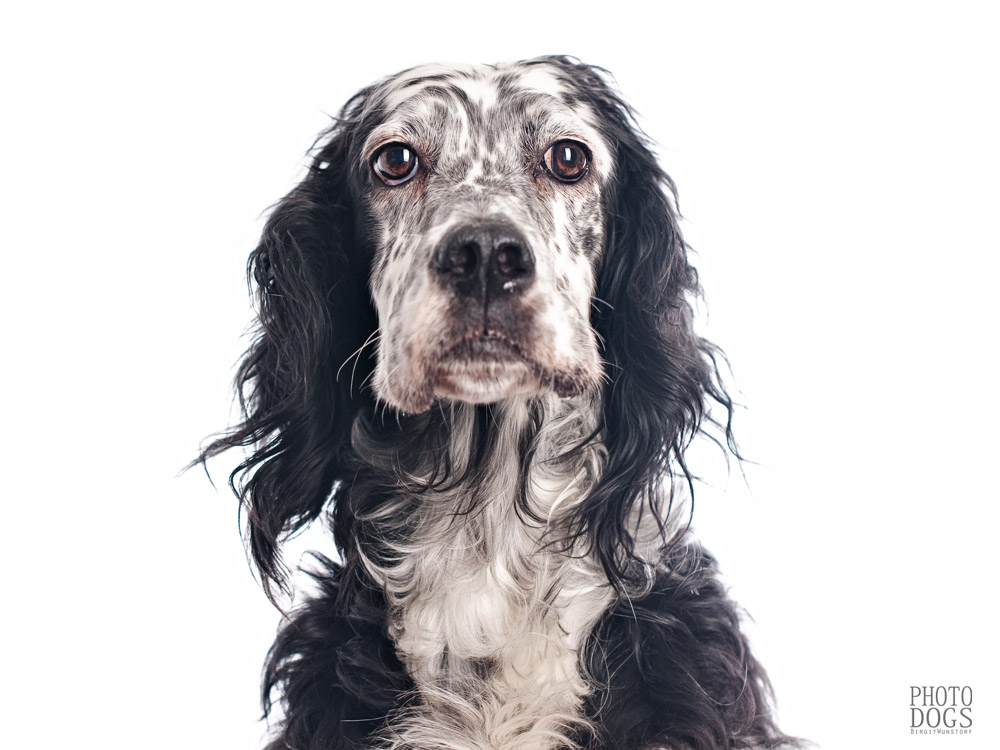 English Setter Portrait