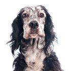 English Setter Portrait