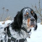 English-Setter Tolo