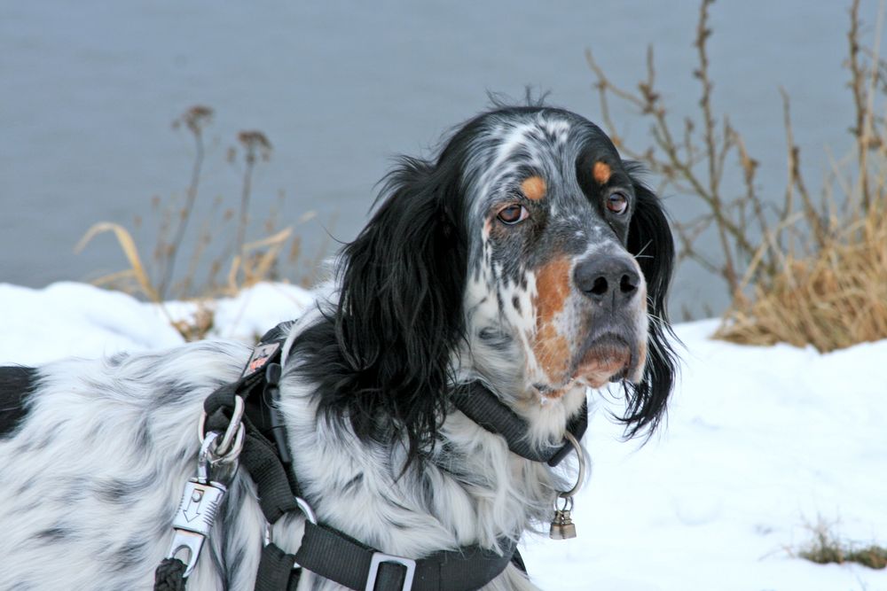 English-Setter Tolo