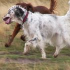 English Setter trifft roten Iren