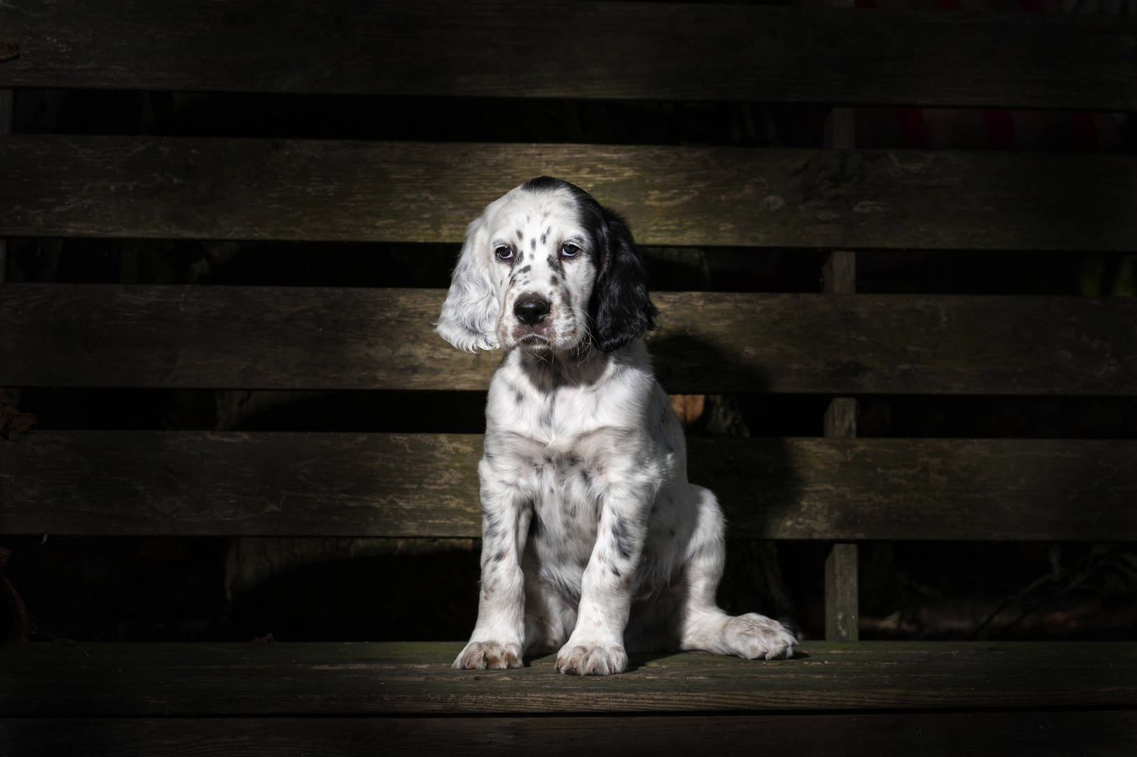 English Setter Welpe 1