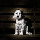 English Setter Welpe 1