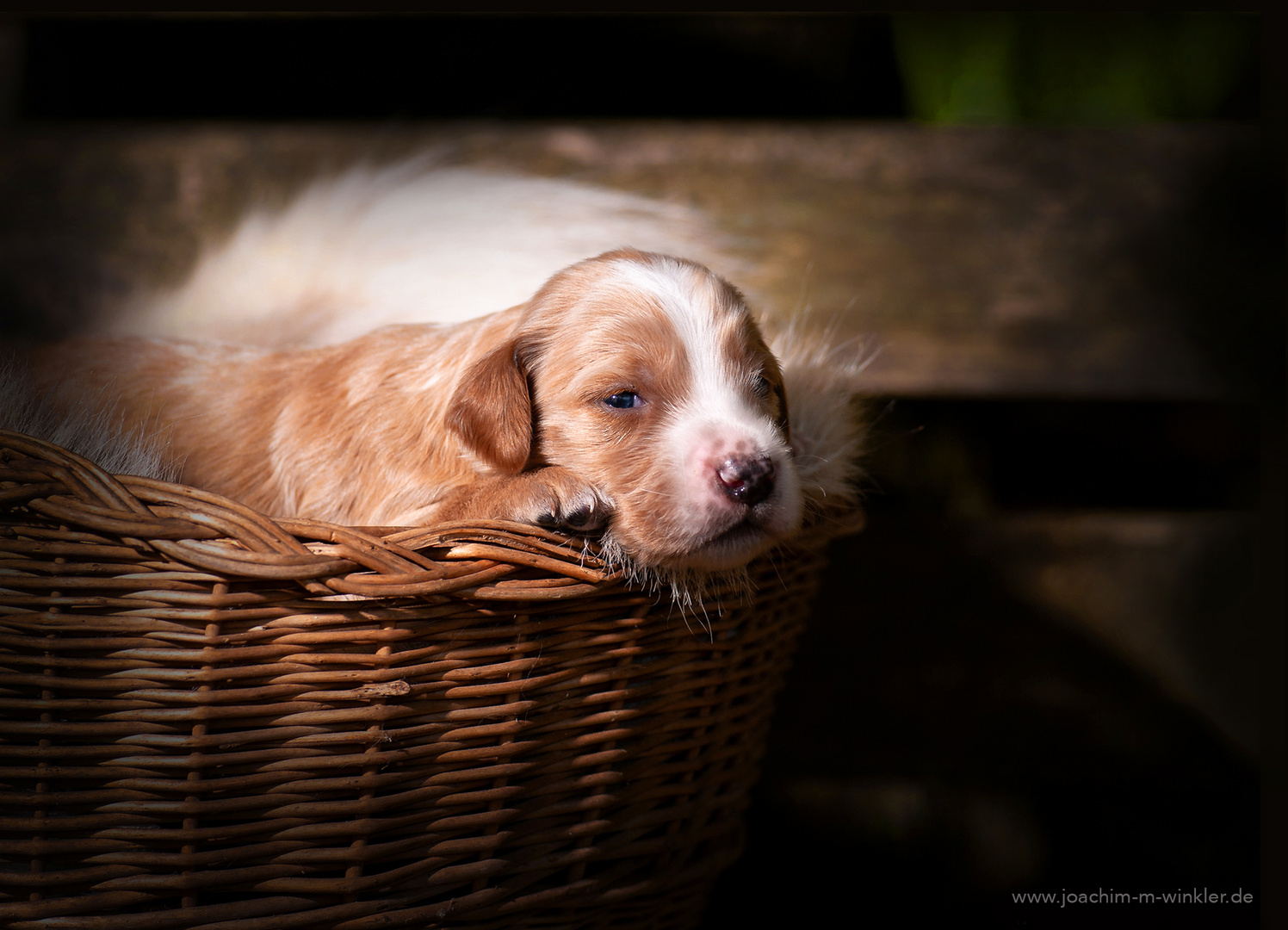 English Setter Welpe 2 