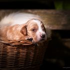 English Setter Welpe 2 