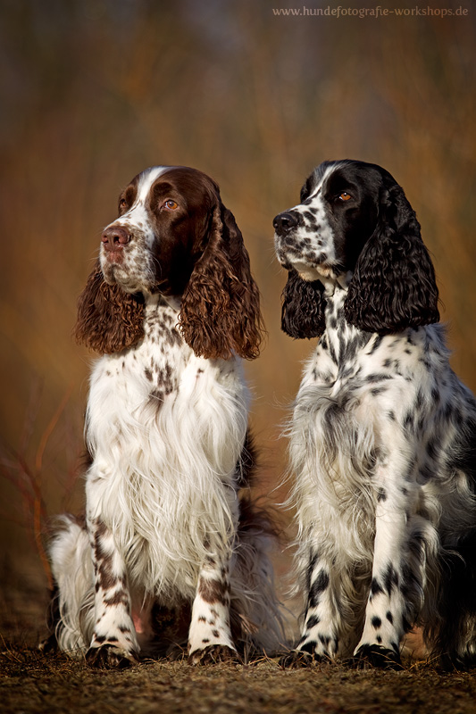 English Springer Spaniel