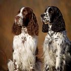 English Springer Spaniel