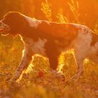 English Springer Spaniel