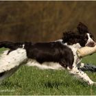 English Springer Spaniel