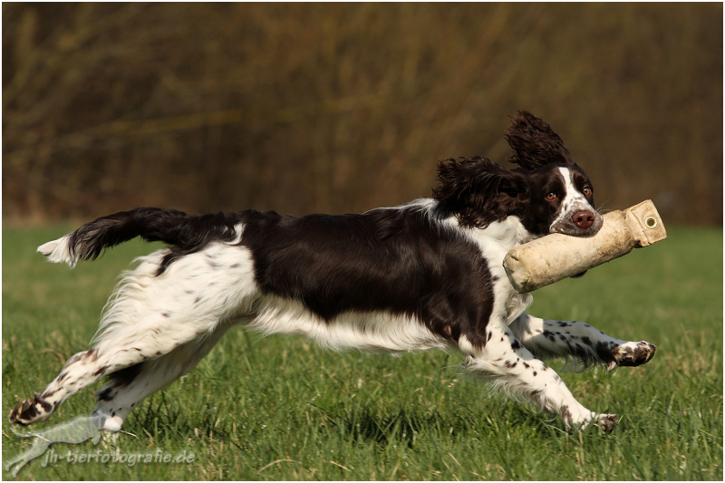 English Springer Spaniel