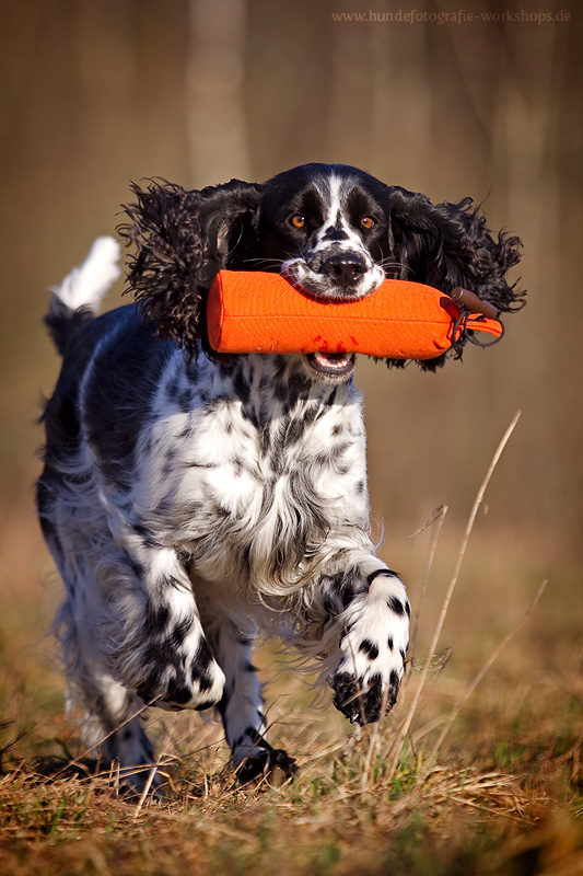 English Springer Spaniel bei der Dummyarbeit