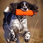 English Springer Spaniel bei der Dummyarbeit