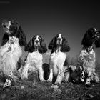 English Springer Spaniel Gruppe