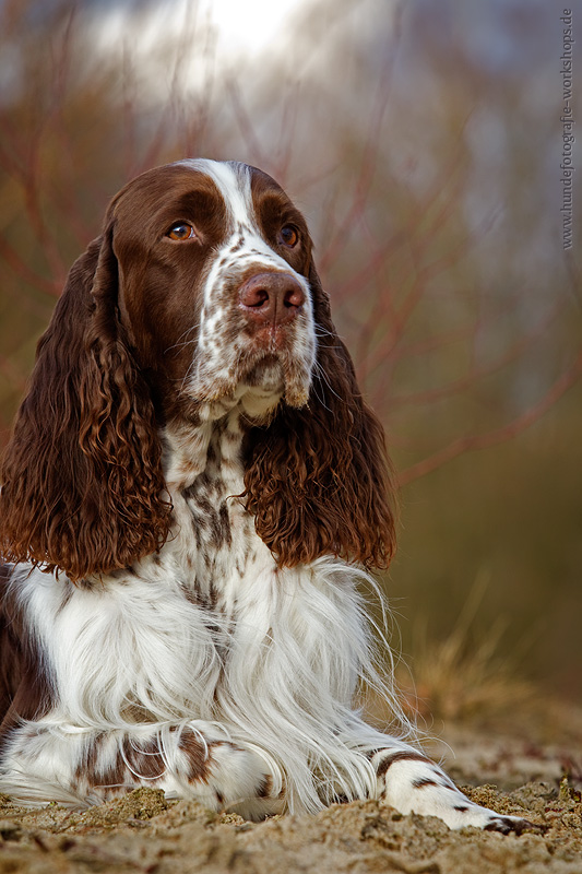 English Springer Spaniel Rüde