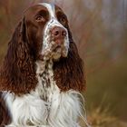 English Springer Spaniel Rüde